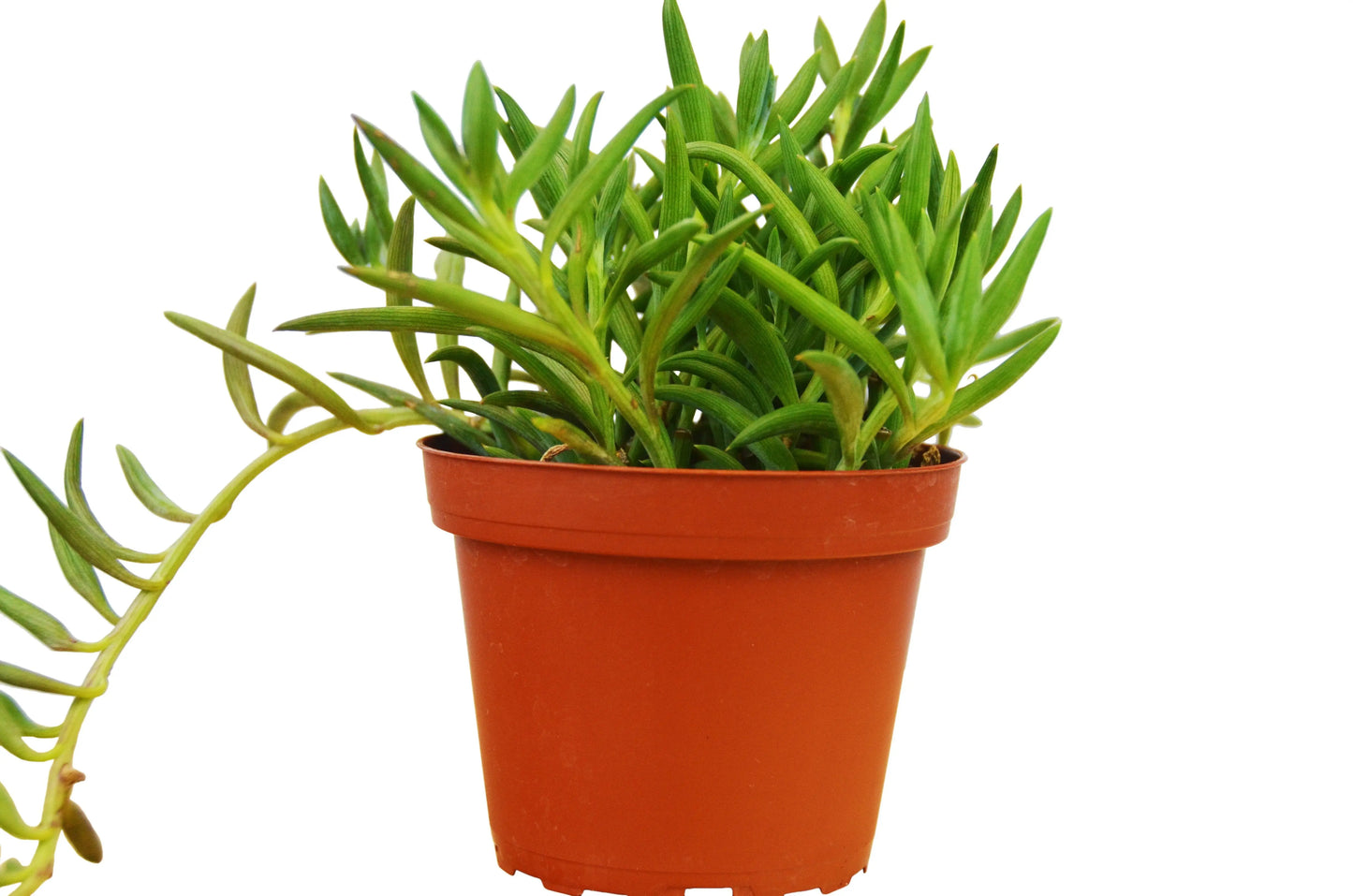 Succulent Senecio 'Fish Hooks' HouseplantExperience.com