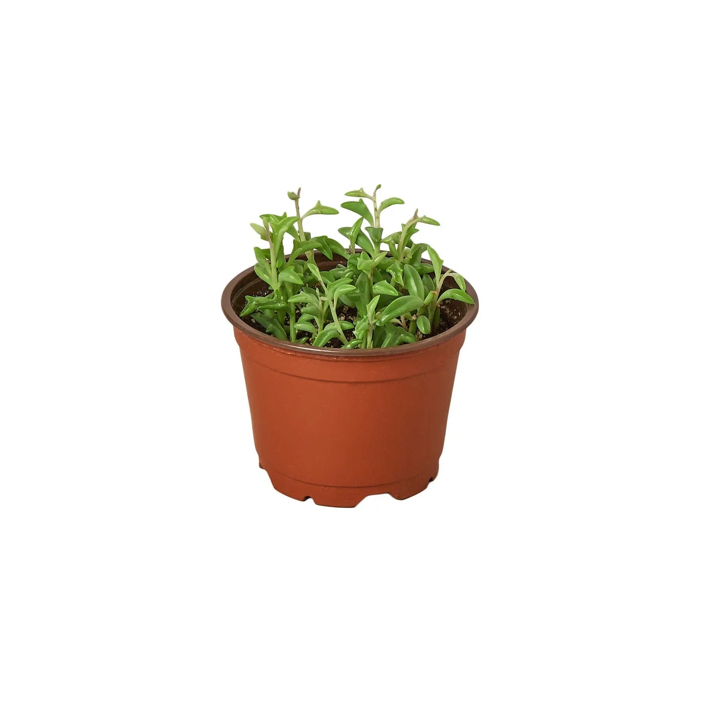 Succulent Senecio String of Dolphins Succulent Senecio String of Dolphins HouseplantExperience.com