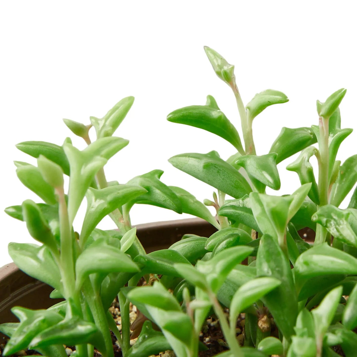 Succulent Senecio String of Dolphins Succulent Senecio String of Dolphins HouseplantExperience.com