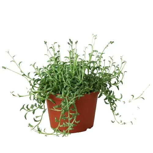 Succulent Senecio String of Dolphins Succulent Senecio String of Dolphins HouseplantExperience.com