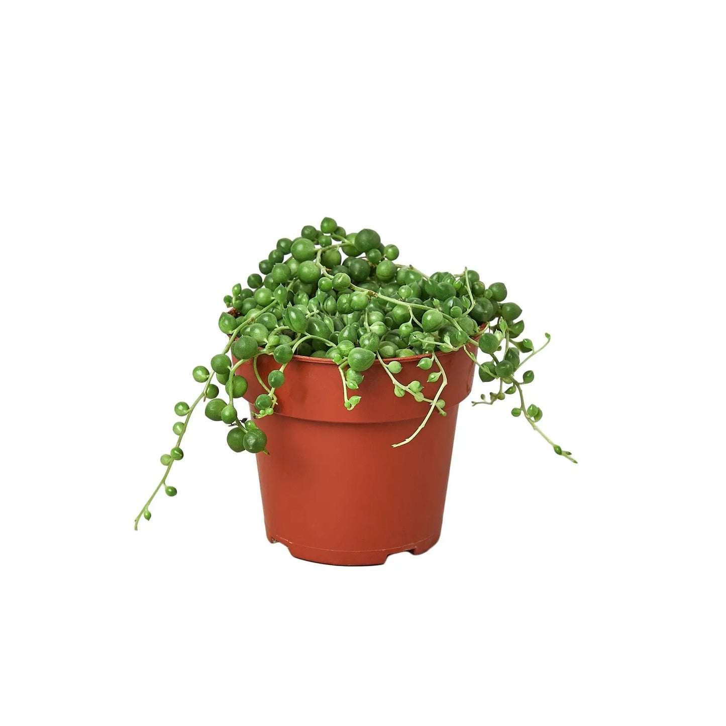 Succulent Senecio String of Pearls Succulent Senecio String of Pearls HouseplantExperience.com