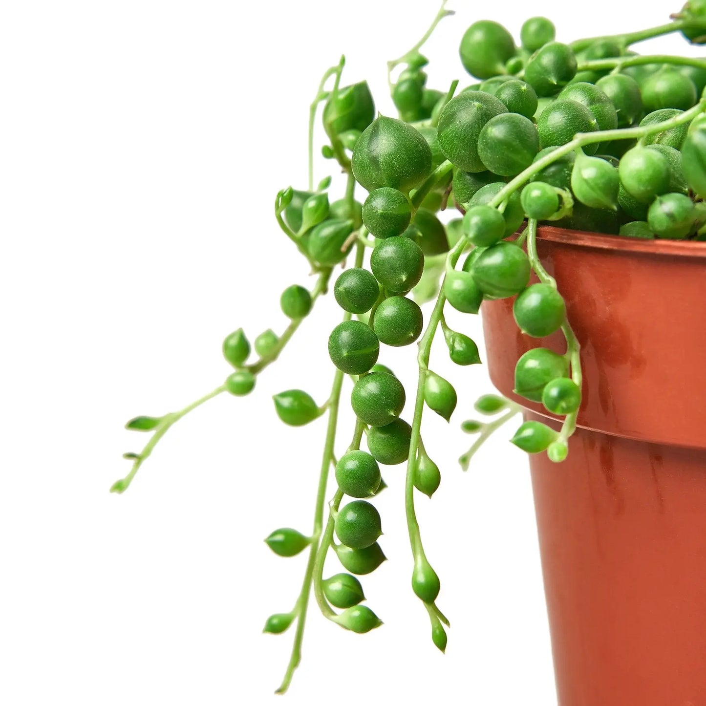 Succulent Senecio String of Pearls Succulent Senecio String of Pearls HouseplantExperience.com