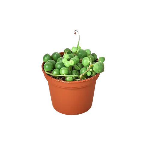 Succulent Senecio String of Pearls Succulent Senecio String of Pearls HouseplantExperience.com