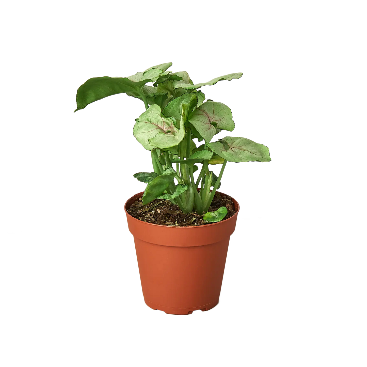 Syngonium Cream Syngonium Cream HouseplantExperience.com