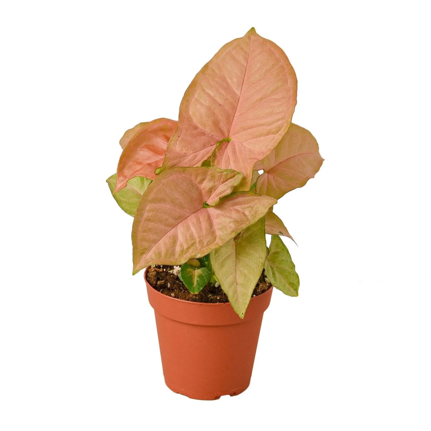 Syngonium Strawberry Syngonium Strawberry HouseplantExperience.com