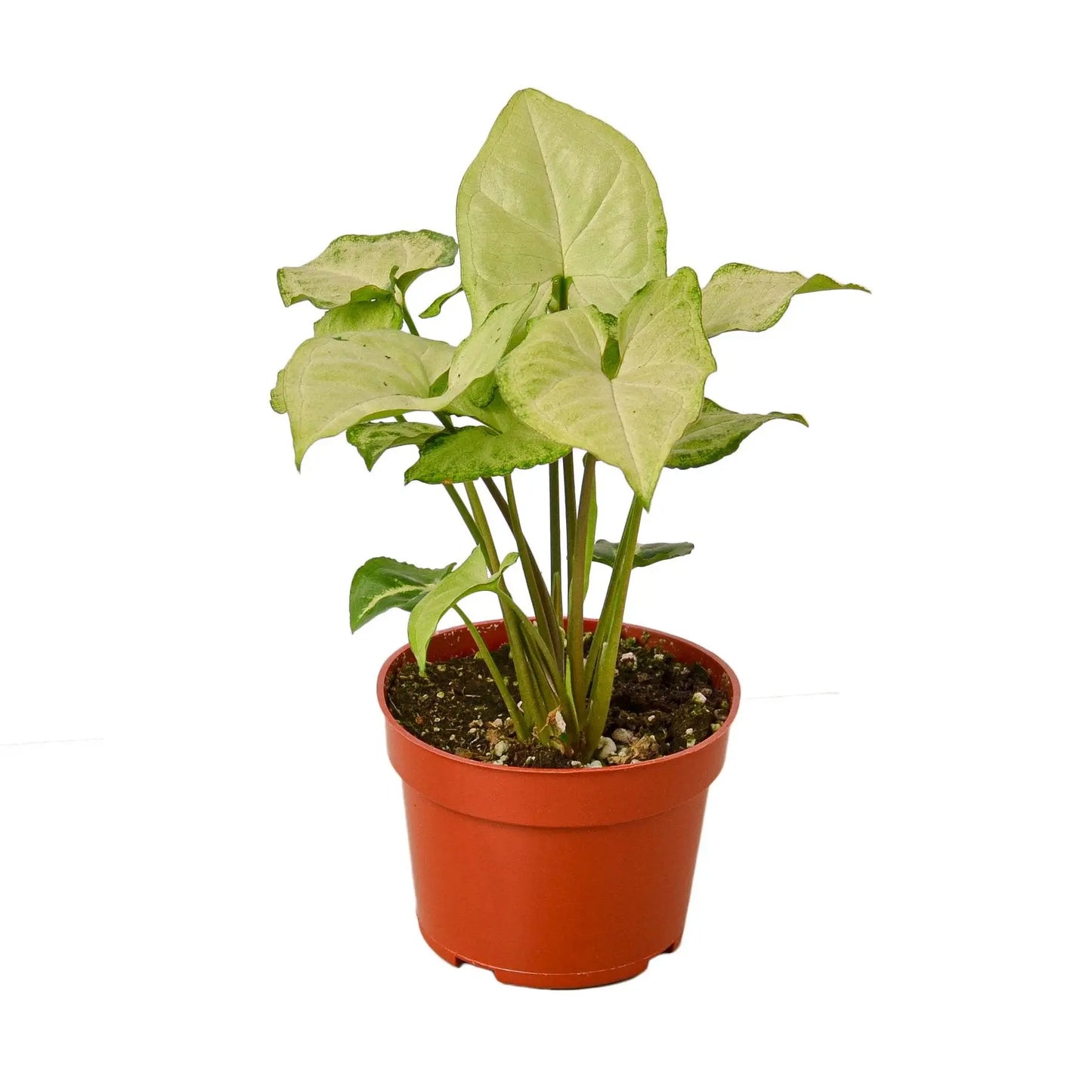 Syngonium White Butterfly Syngonium White Butterfly HouseplantExperience.com