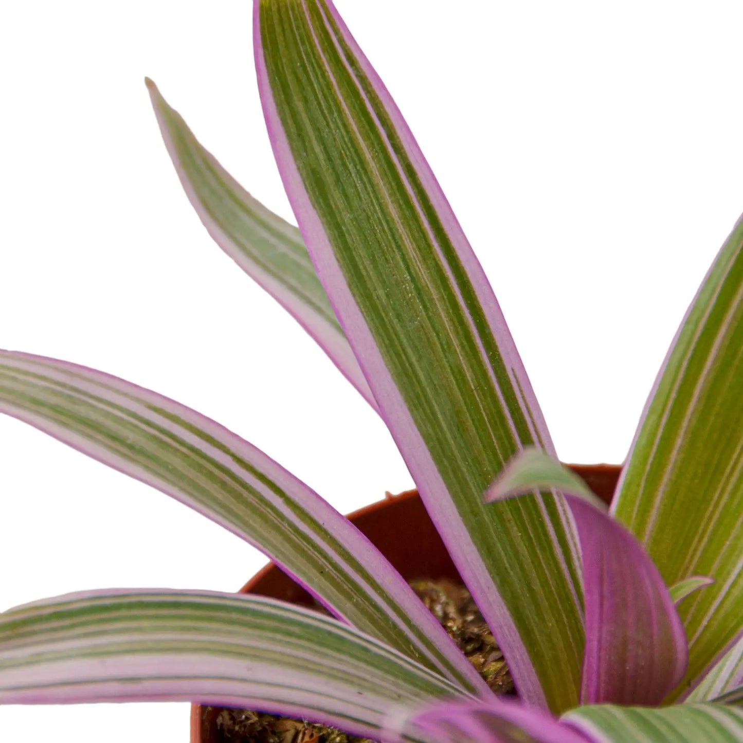 Tradescantia Oyster Plant 'Moses in the Cradle' Tradescantia Oyster Plant 'Moses in the Cradle' HouseplantExperience.com