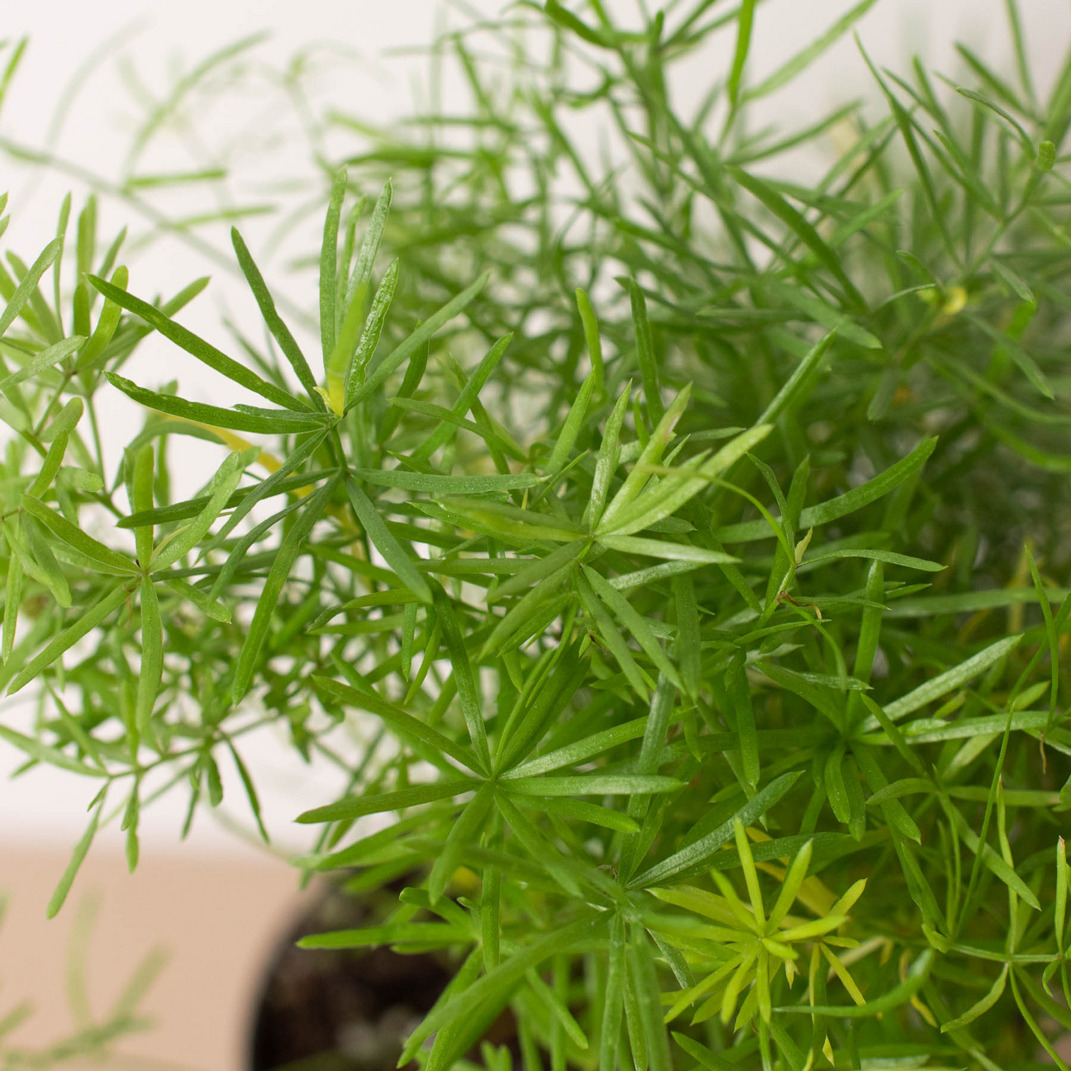 Ferns Plants