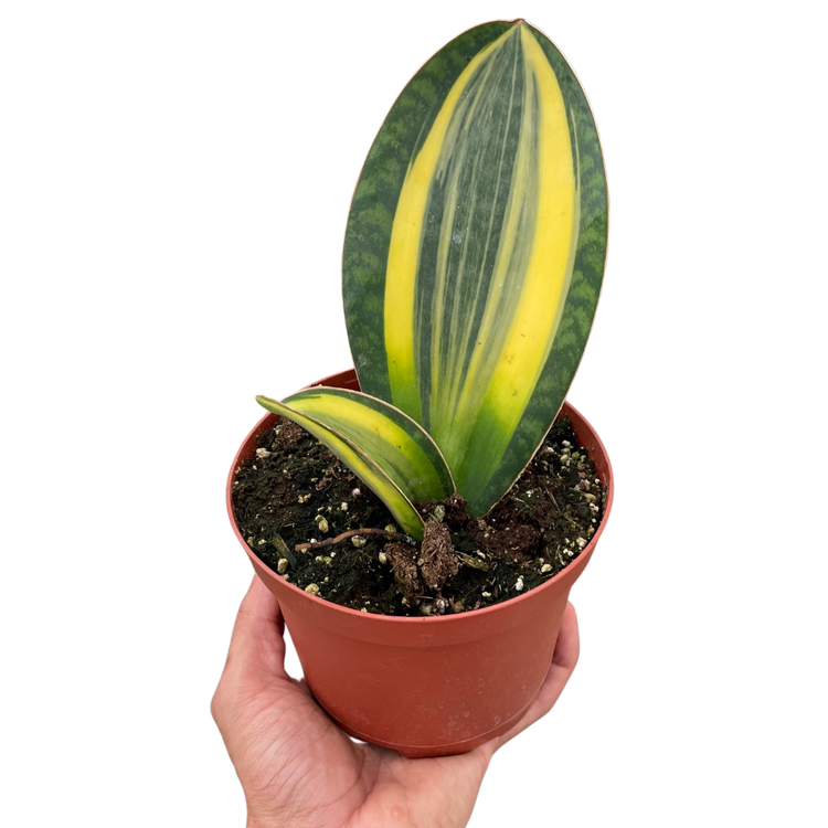 Snake Plants