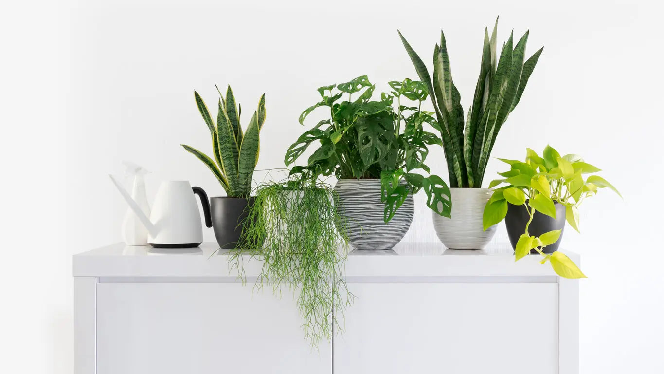 All House Plants - www.houseplantExperience.com