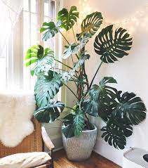 Monstera HouseplantExperience.com