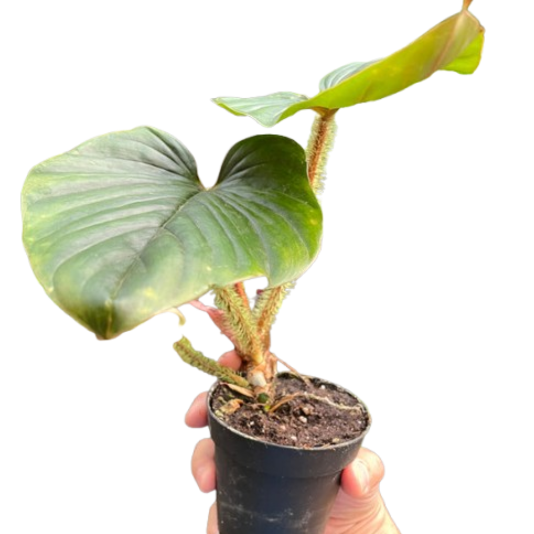 Philodendron