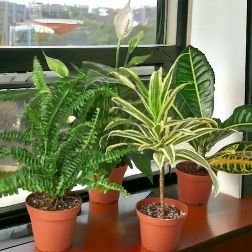 Plants-that-Purify-the-Air HouseplantExperience.com