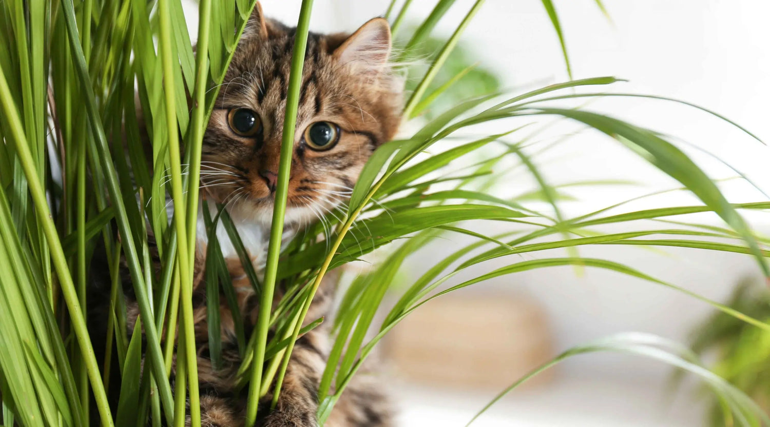 * Plants that are Safe for Pets. HouseplantExperience.com