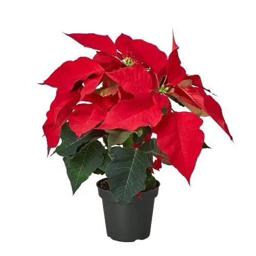 Poinsettia HouseplantExperience.com