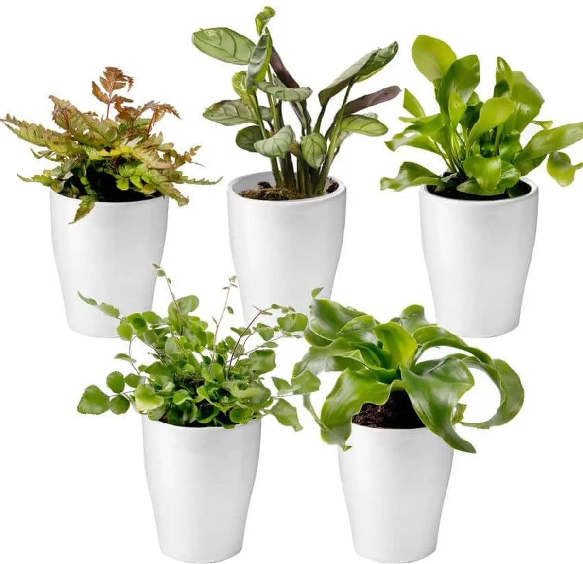 * Small Plants (< 1 ft) HouseplantExperience.com