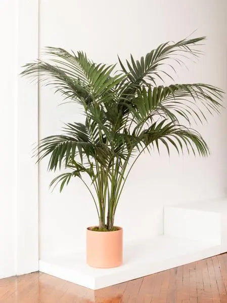 * Very Large Plants  (10" Pots) HouseplantExperience.com