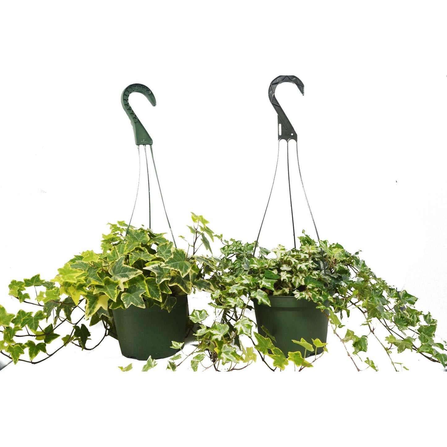 'English Ivy' 2 x Variety Pack - FREE Care Guide & 6" Hanging Pot