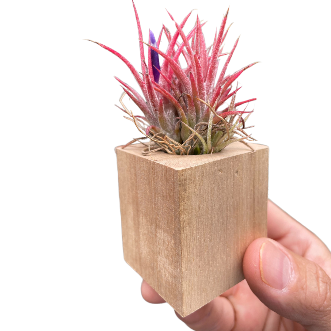 Tillandsia Air Plant Ionantha in Magnetic Wood Planter