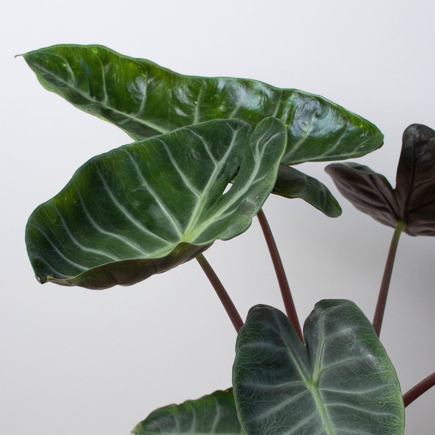 Alocasia Ebony HouseplantExperience.com