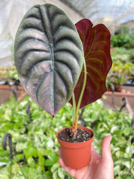 Alocasia Red Secret HouseplantExperience.com