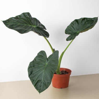 Alocasia Regal Shield HouseplantExperience.com