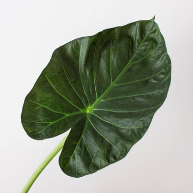 Alocasia Regal Shield HouseplantExperience.com