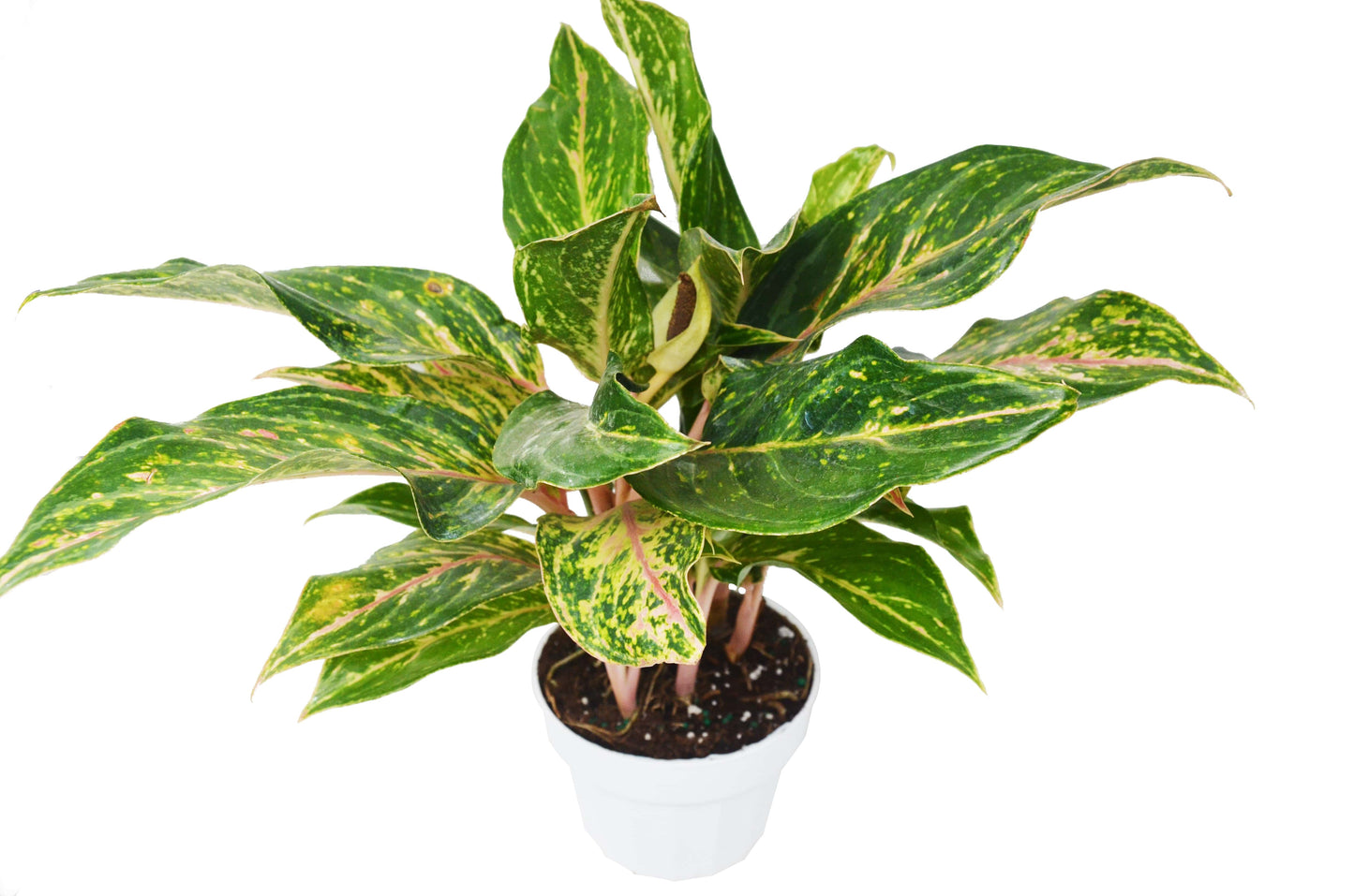 Chinese Evergreen 'Sparkling Sarah' HouseplantExperience.com