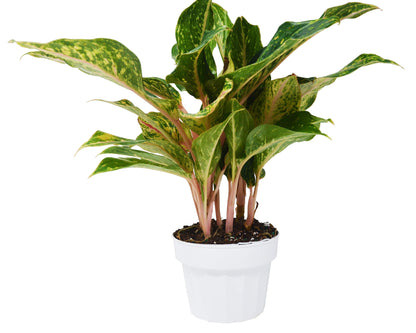 Chinese Evergreen 'Sparkling Sarah' HouseplantExperience.com