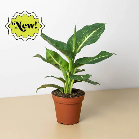 Dieffenbachia Oerstedii HouseplantExperience.com