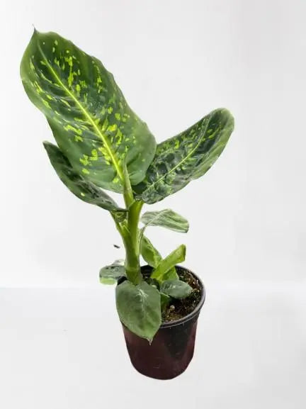 Dieffenbachia Reflector HouseplantExperience.com