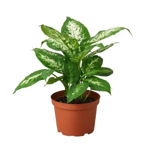 Dieffenbachia Tropic Snow HouseplantExperience.com