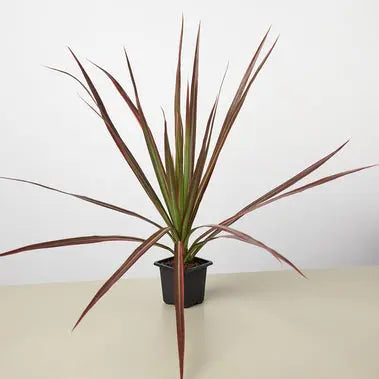 Dracaena Colorama HouseplantExperience.com