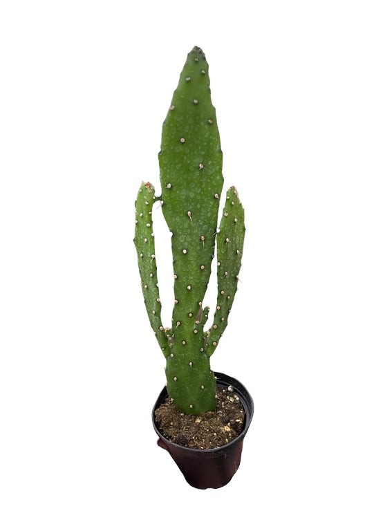 Drooping Prickly Pear Cactus HouseplantExperience.com