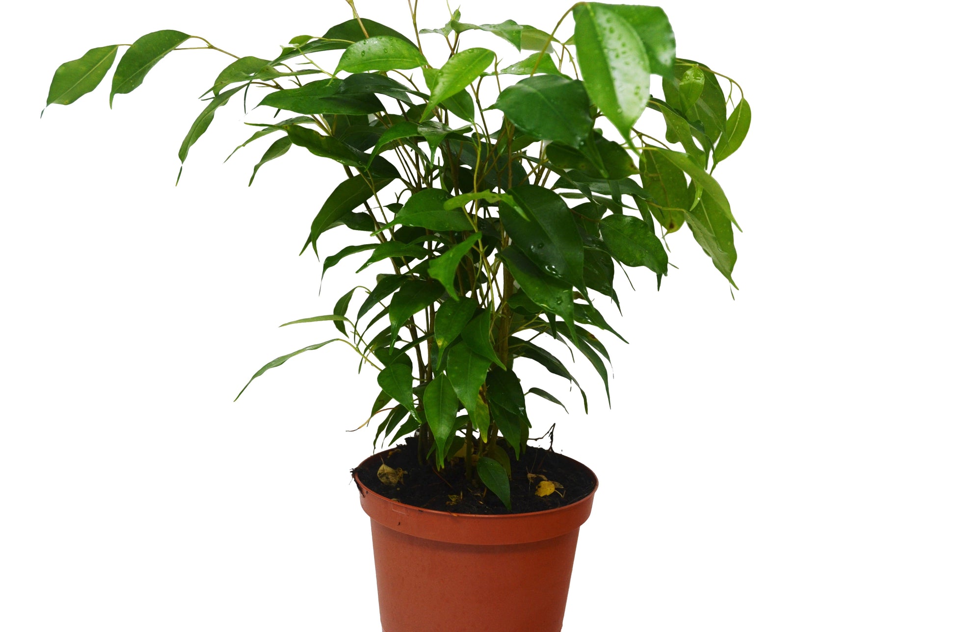 Ficus 'Benjamina' HouseplantExperience.com