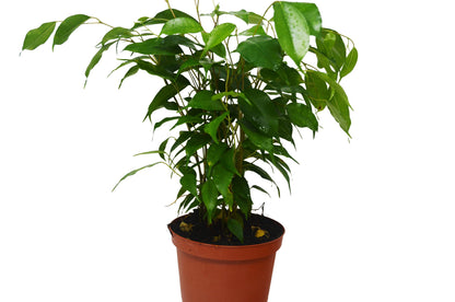 Ficus 'Benjamina' HouseplantExperience.com