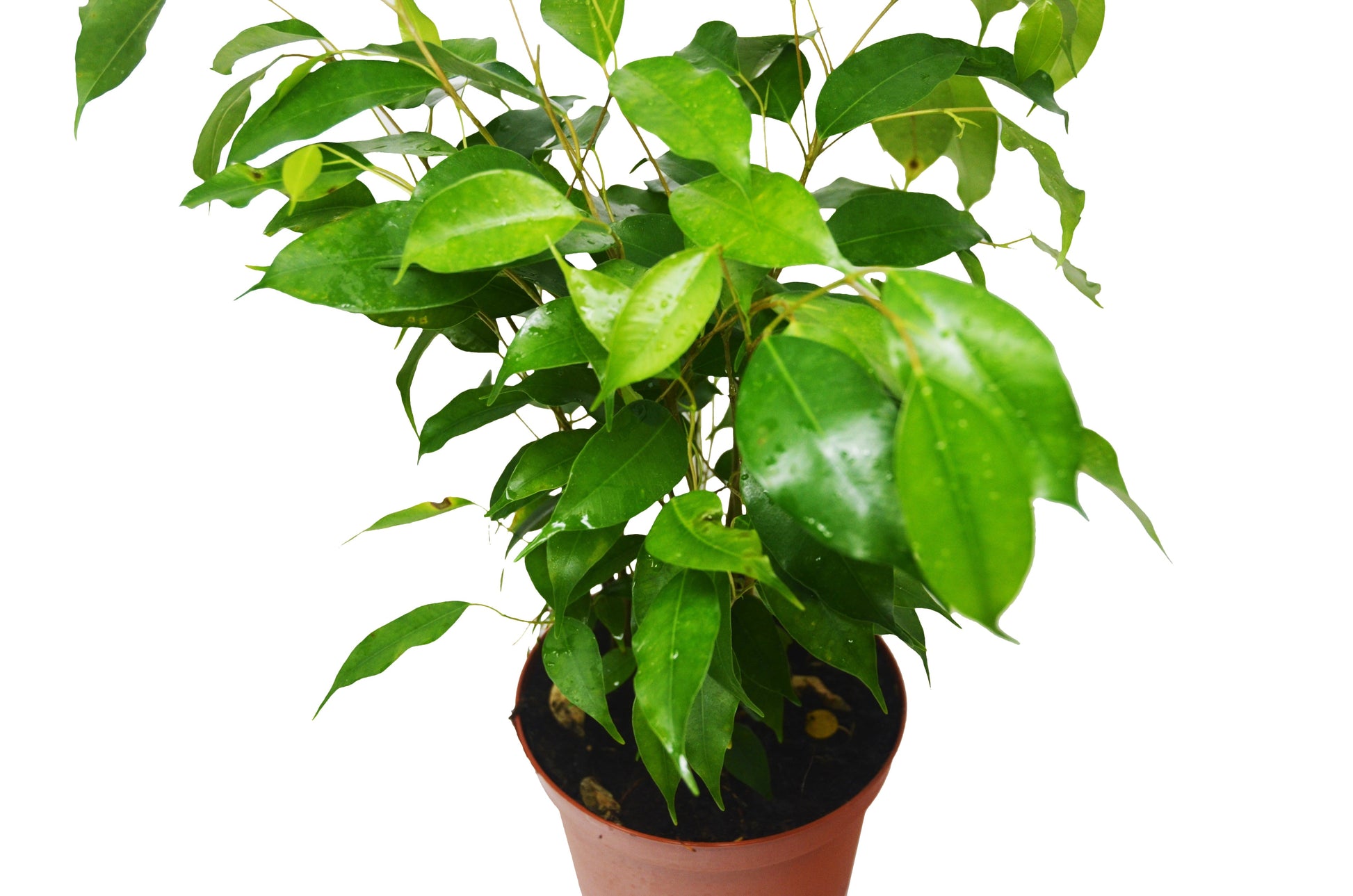 Ficus 'Benjamina' HouseplantExperience.com