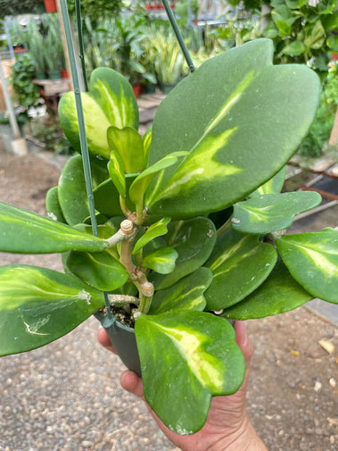 Hoya Heart Reverse Variegata  ** RARE ** HouseplantExperience.com