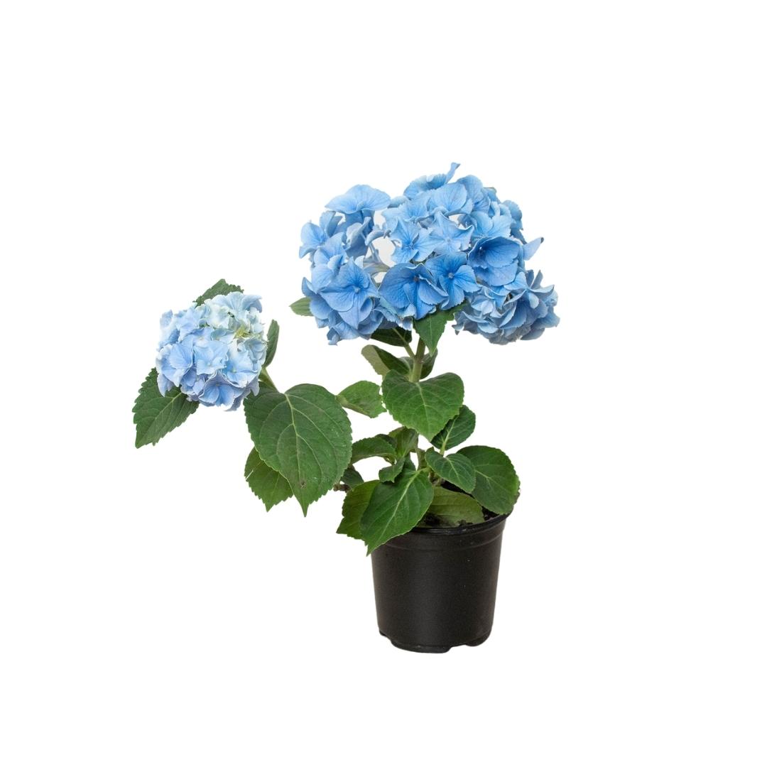 Hydrangea Blue HouseplantExperience.com