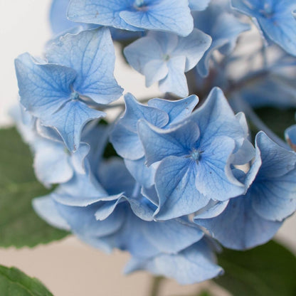 Hydrangea Blue HouseplantExperience.com