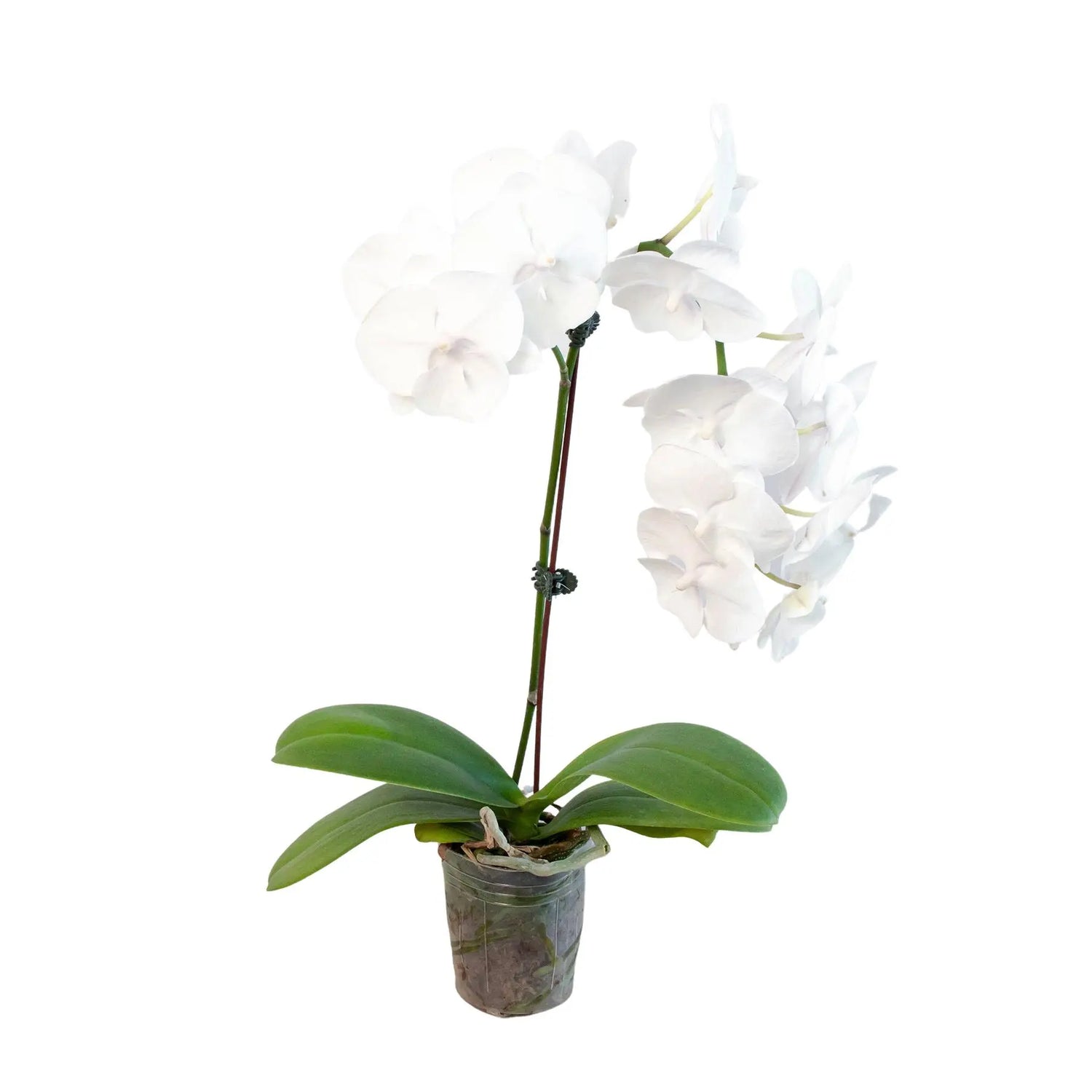 Orchid 'White Phalaenopsis' HouseplantExperience.com