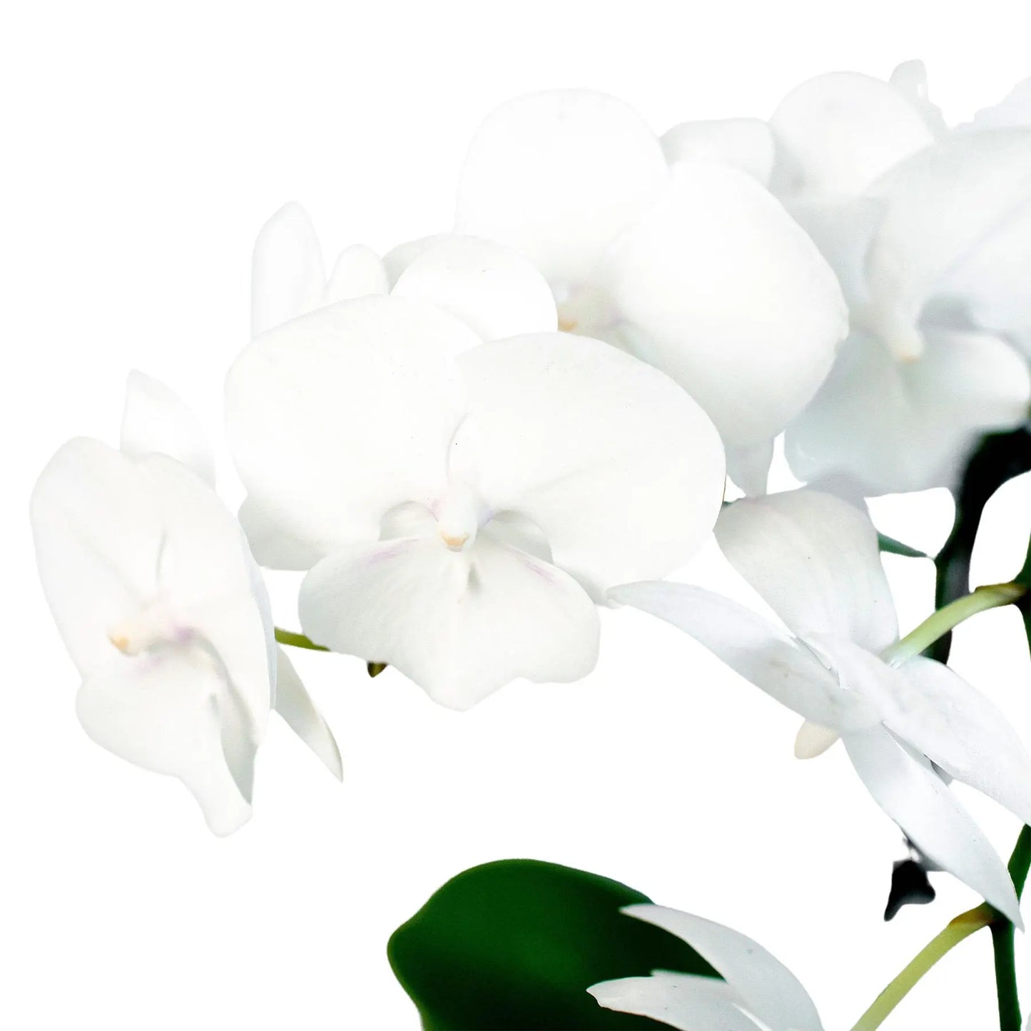 Orchid 'White Phalaenopsis' HouseplantExperience.com