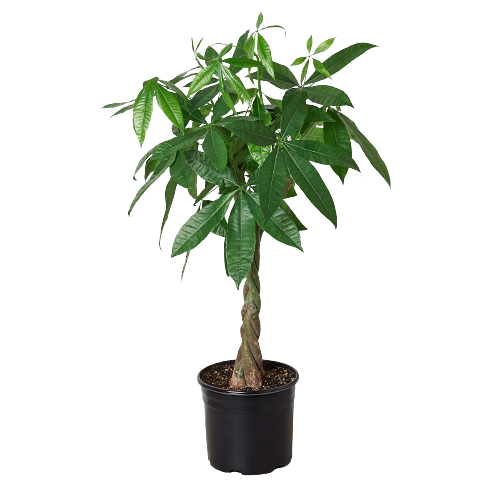 Pachira Braid. Money Tree Guiana Chestnut - 10" Pot HouseplantExperience.com