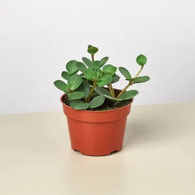 Peperomia Hope HouseplantExperience.com