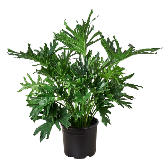 Philodendron Lickety Split  (8 inch Pot) HouseplantExperience.com