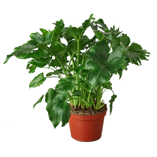 Philodendron Little Hope HouseplantExperience.com