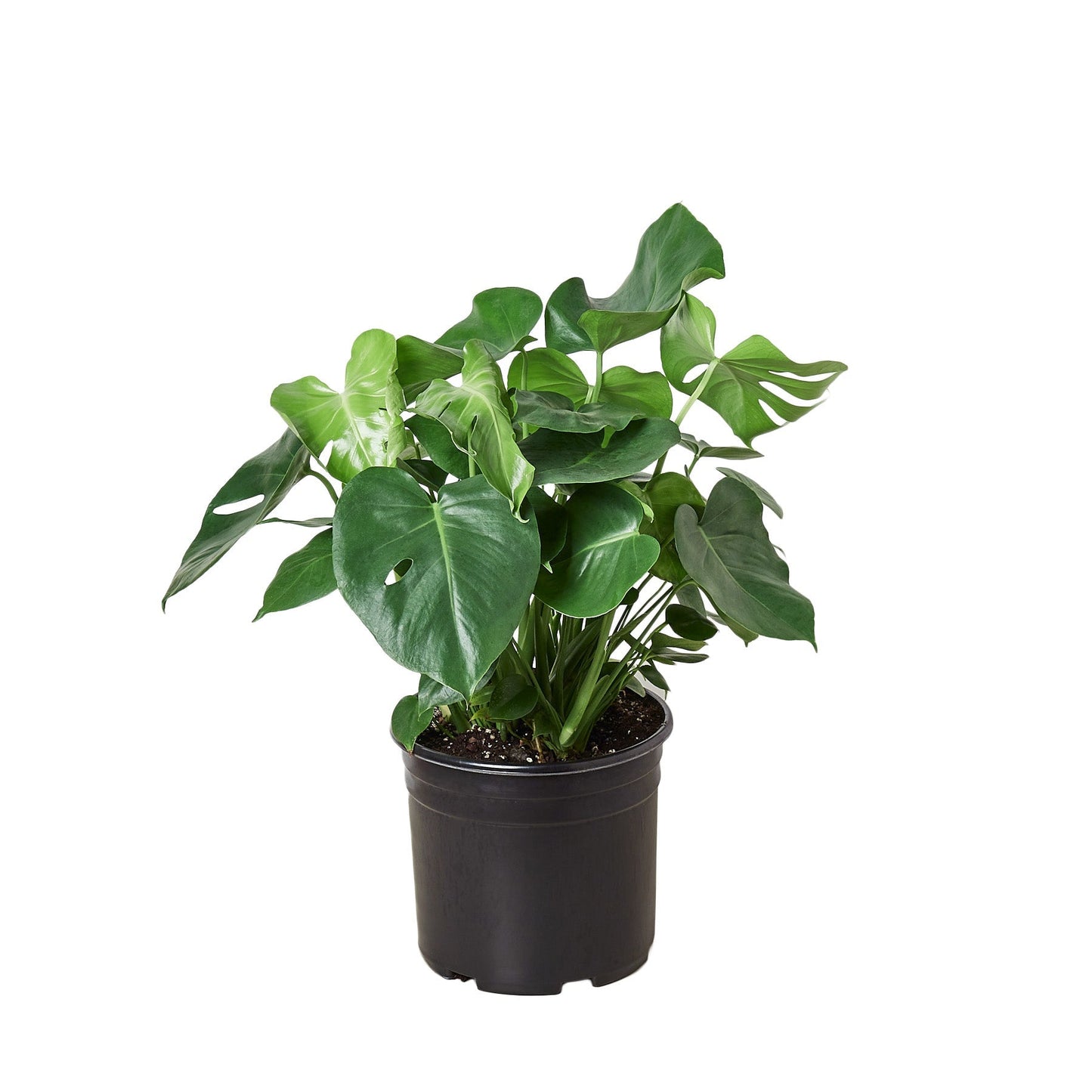 Philodendron Monstera (10 inch pot) HouseplantExperience.com