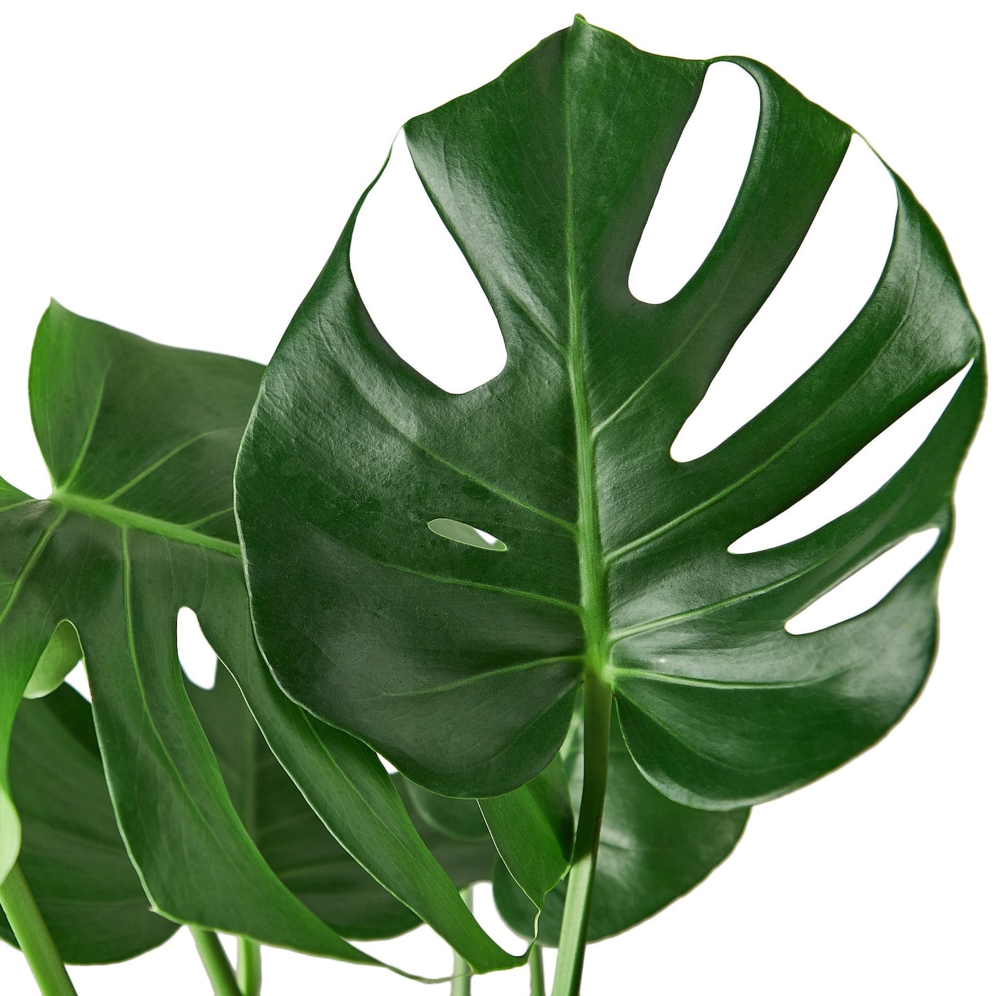 Philodendron Monstera (10 inch pot) HouseplantExperience.com