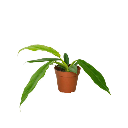 Philodendron Narrow Escape HouseplantExperience.com