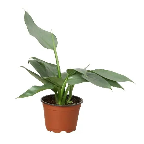 Philodendron Silver Sword HouseplantExperience.com